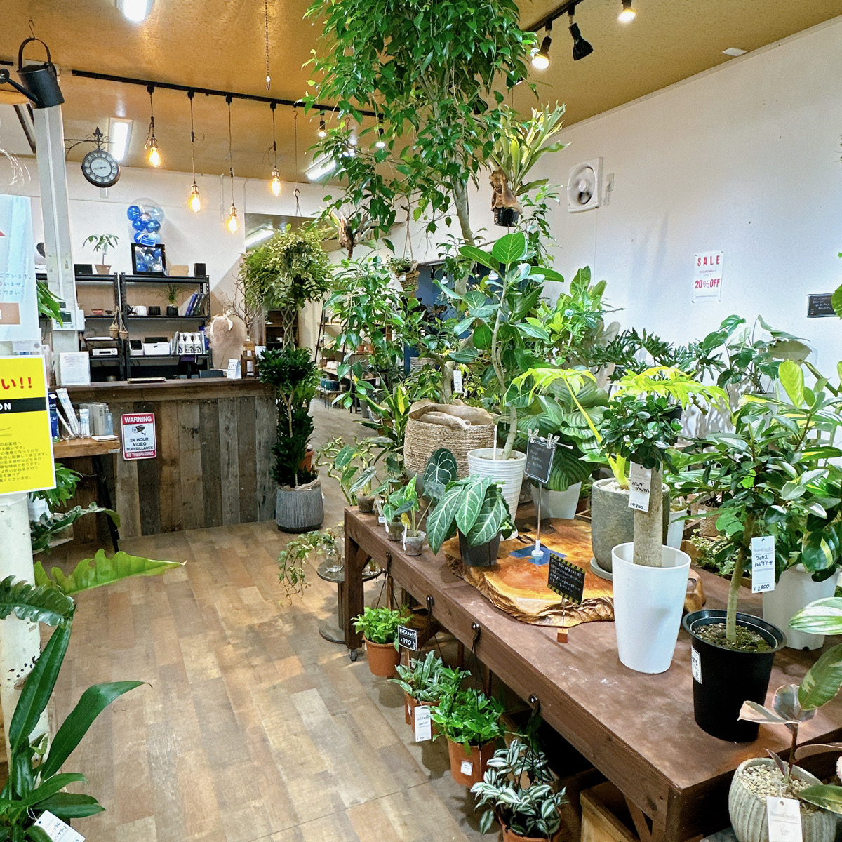 珍しい観葉植物入荷してます！ – 株式会社YAMAZOE